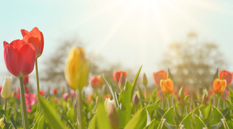 A low angle shot of a field of yellow, orange pink, red and purple tulips in a large field on a bright and sunny day